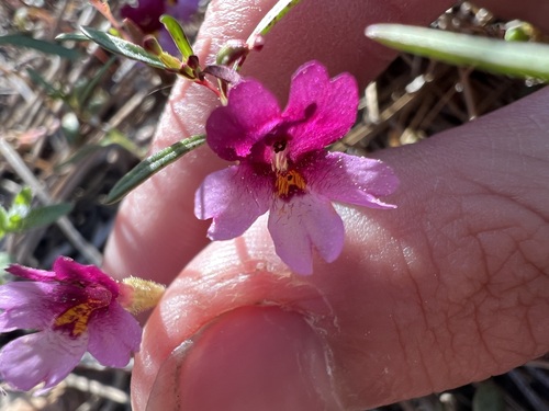 Little purple monkeyflower (Erythranthe purpurea)
