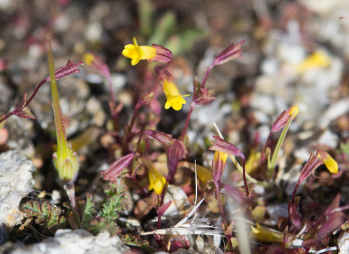 Little redstem monkeyflower (Erythranthe rubella)