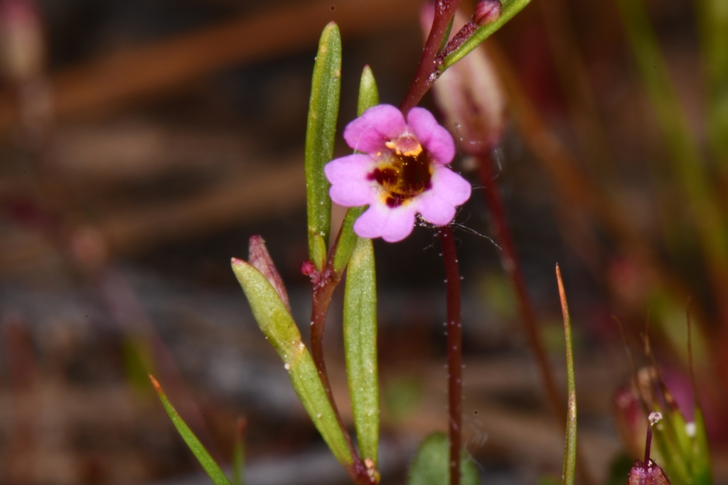 Little redstem monkeyflower (Erythranthe rubella)