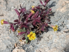 Little redstem monkeyflower (Erythranthe rubella)