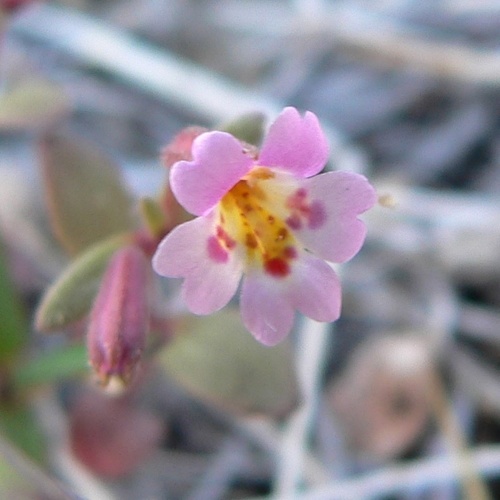 Little redstem monkeyflower (Erythranthe rubella)