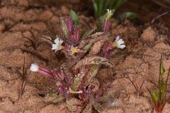 Little redstem monkeyflower (Erythranthe rubella)