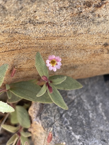 Little redstem monkeyflower (Erythranthe rubella)
