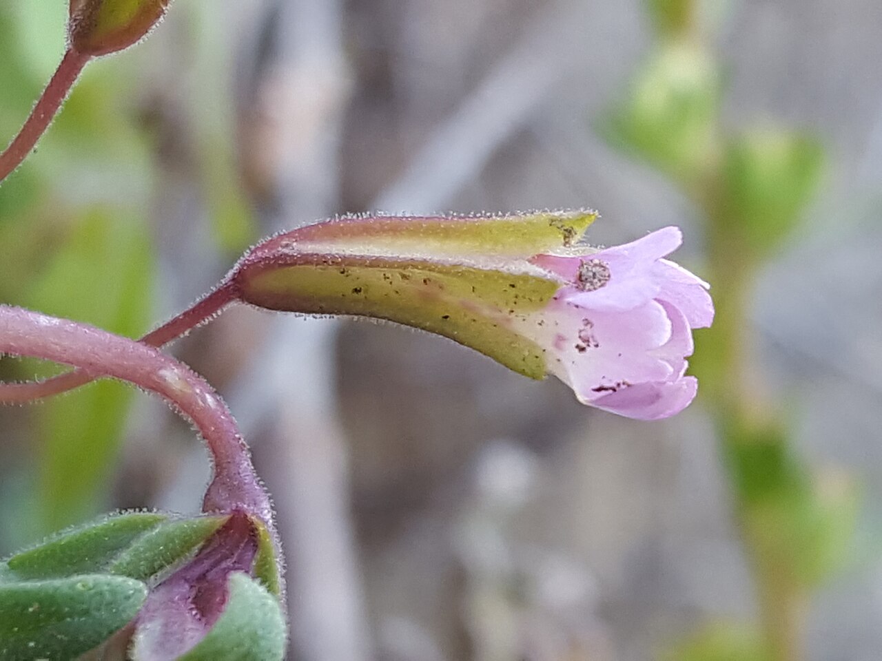 Little redstem monkeyflower: Redstem monkeyflower ( Erythranthe rubella ) in the United States