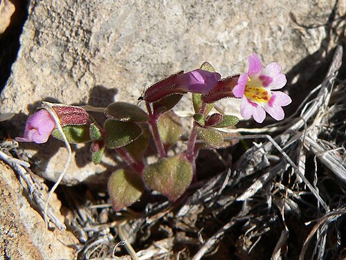 Little redstem monkeyflower: Mimulus rubellus on the lower slope of Fossil Ridge, Blue Diamond Hill, Spring Mountains, southern Nevada