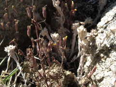 Little redstem monkeyflower (Erythranthe rubella)