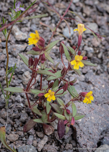 Little redstem monkeyflower (Erythranthe rubella)