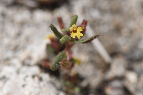 Little redstem monkeyflower (Erythranthe rubella)