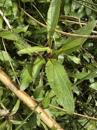 Erythranthe scouleri (Erythranthe scouleri)
