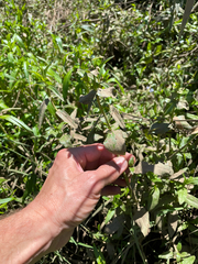 Erythranthe scouleri (Erythranthe scouleri)