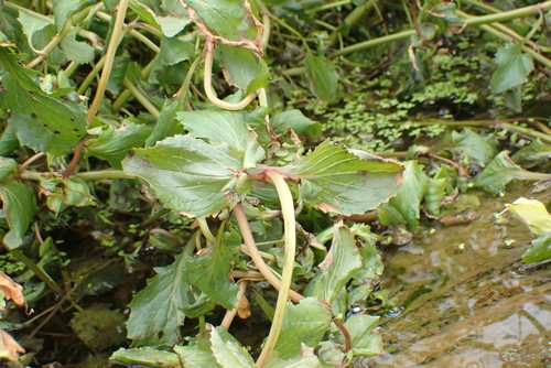 Erythranthe scouleri (Erythranthe scouleri)