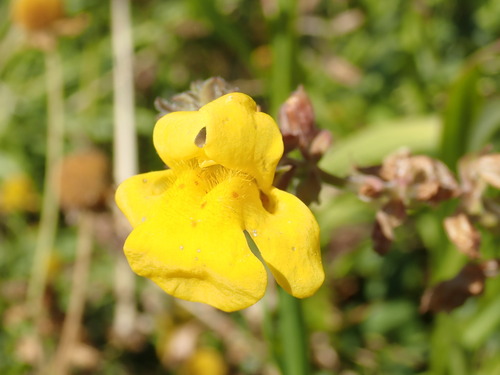 Erythranthe scouleri (Erythranthe scouleri)