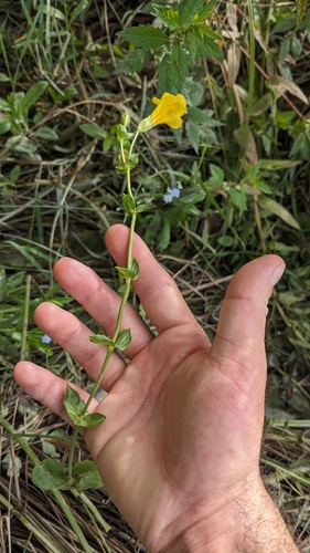 Erythranthe scouleri (Erythranthe scouleri)