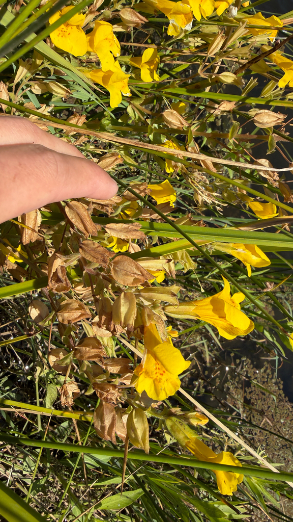Erythranthe scouleri (Erythranthe scouleri)