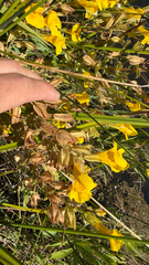 Erythranthe scouleri (Erythranthe scouleri)