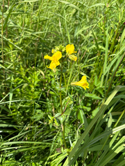 Erythranthe scouleri (Erythranthe scouleri)