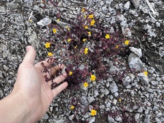 Erythranthe serpentinicola (Erythranthe serpentinicola)