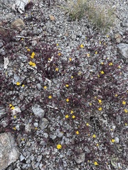 Erythranthe serpentinicola (Erythranthe serpentinicola)