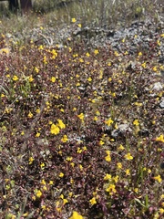 Erythranthe serpentinicola (Erythranthe serpentinicola)