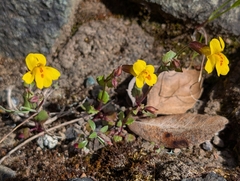 Erythranthe serpentinicola (Erythranthe serpentinicola)