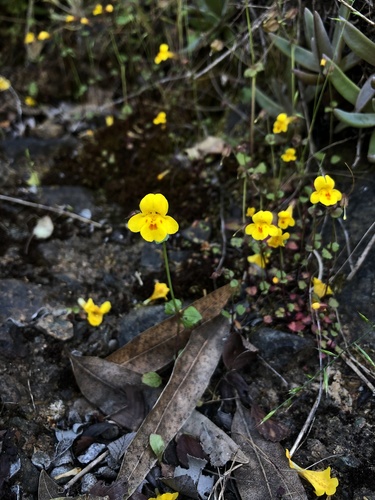 Erythranthe serpentinicola (Erythranthe serpentinicola)