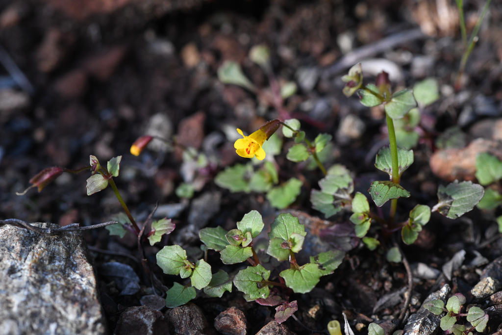 Erythranthe serpentinicola (Erythranthe serpentinicola)