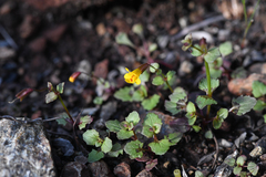 Erythranthe serpentinicola (Erythranthe serpentinicola)