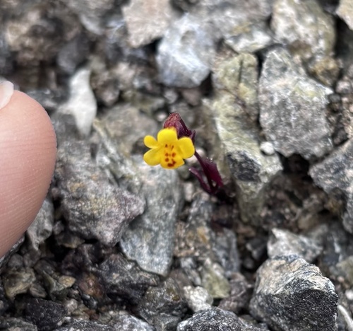 Erythranthe serpentinicola (Erythranthe serpentinicola)