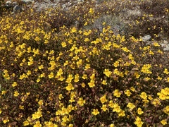 Erythranthe serpentinicola (Erythranthe serpentinicola)