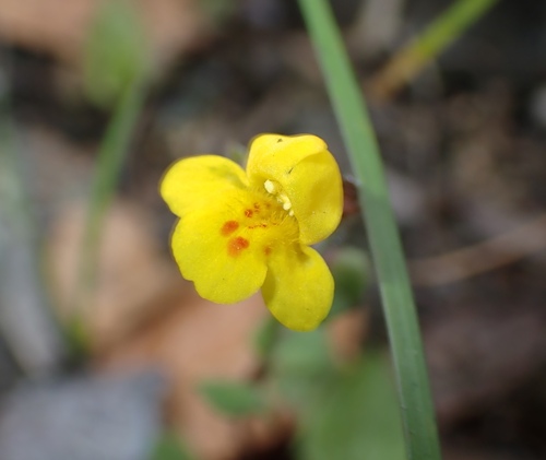 Erythranthe serpentinicola (Erythranthe serpentinicola)