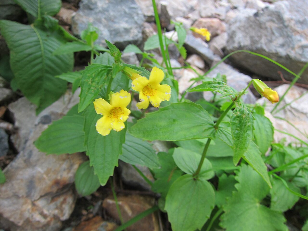 Erythranthe sessilifolia: Erythranthe sessilifolia. Species of plant.