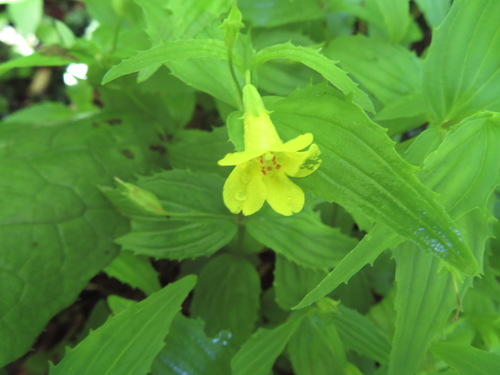 Erythranthe sessilifolia (Erythranthe sessilifolia)