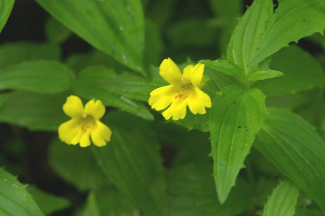 Erythranthe sessilifolia: Mimulus sessilifolius