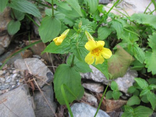 Erythranthe sessilifolia (Erythranthe sessilifolia)
