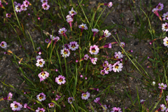 Erythranthe sierrae (Erythranthe sierrae)