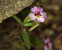 Erythranthe sierrae (Erythranthe sierrae)