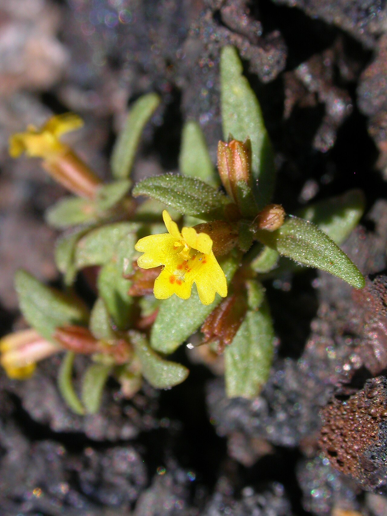 Miniature monkeyflower: Erythranthe suksdorfii (formerly Mimulus suksdorfii ). Photo taken in Butte County, Idaho.