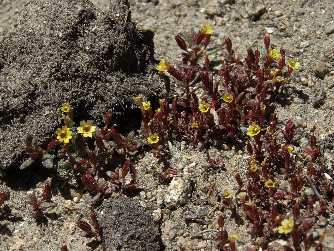 Miniature monkeyflower: miniature monkeyflower, Erythranthe suksdorfii, White Mountains, Inyo National Forest, elevation 3625 m