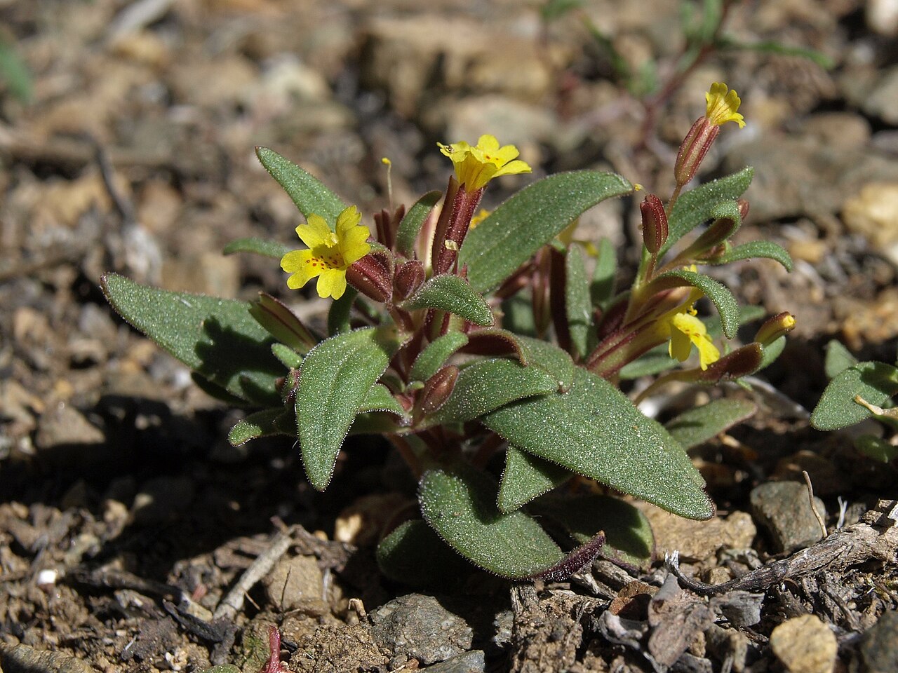 Miniature monkeyflower: miniature monkeyflower, Erythranthe suksdorfii, Nevada, Prison Hill, Silver Saddle Ranch, Carson River drainage, elevation 1450 m