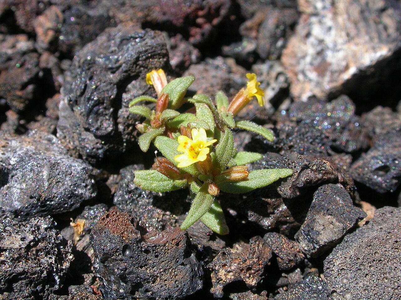 Miniature monkeyflower: This tiny annual herb is nearly inconspicuous but in some years forms an abundant showy cover.