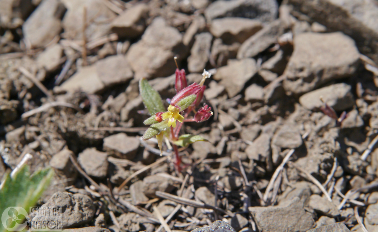 Miniature monkeyflower: Erythranthe suksdorfii in Chelan County Washington