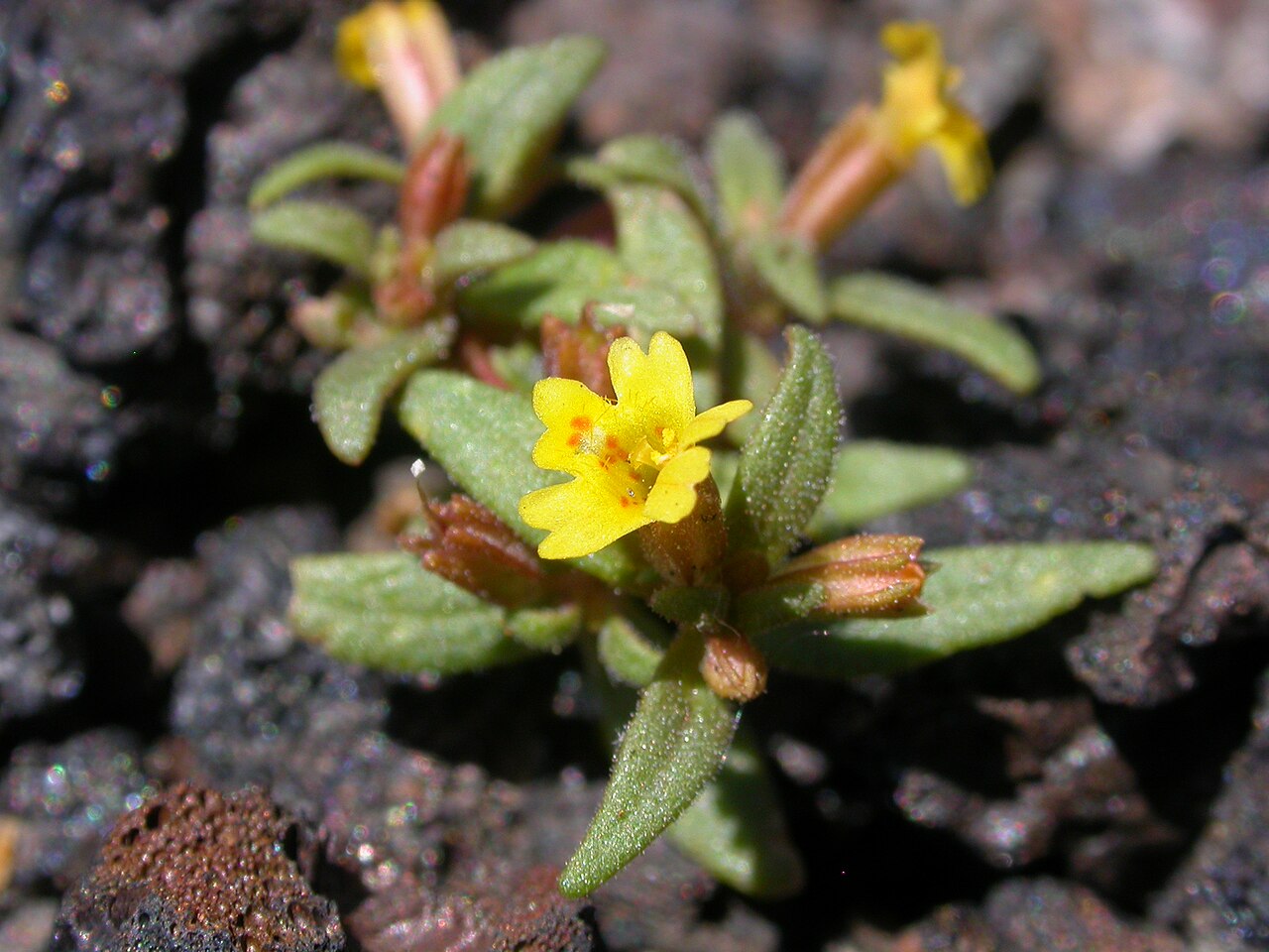 Miniature monkeyflower: Mimulus suksdorfii , Butte Co., Idaho, USA