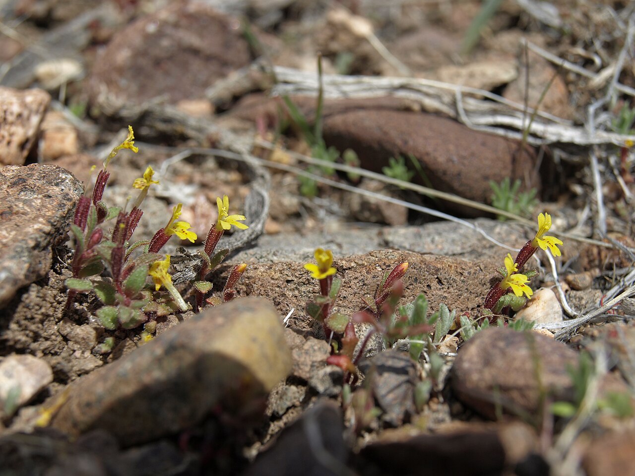 Miniature monkeyflower: miniature monkeyflower, Erythranthe suksdorfii, Pine Nut Mountains, elevation 1615 m