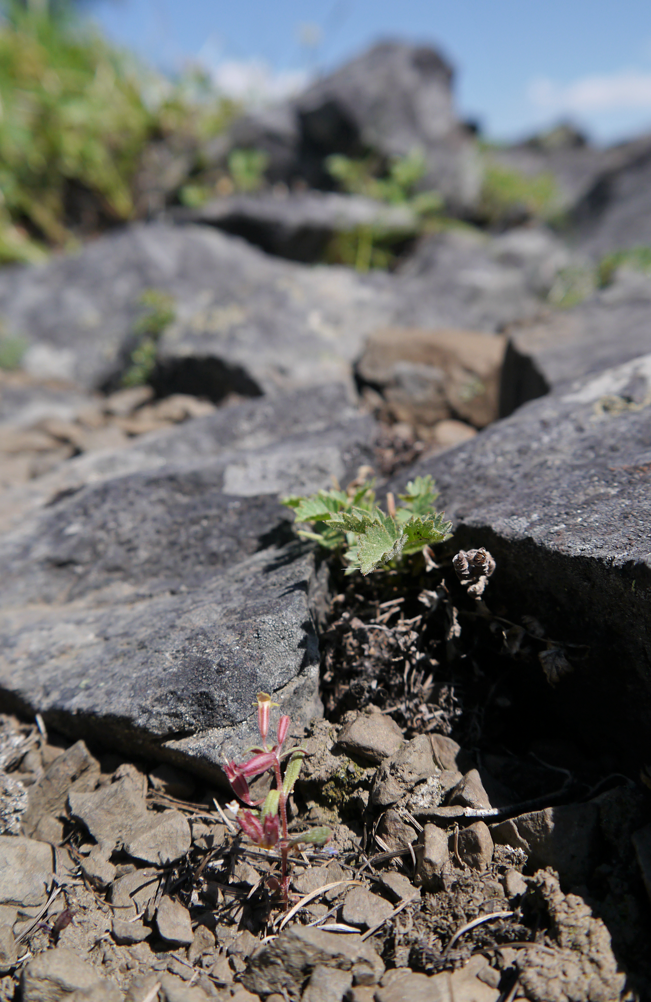 Miniature monkeyflower: Erythranthe suksdorfii (syn: Mimulus suksdorfii) in Chelan County Washington