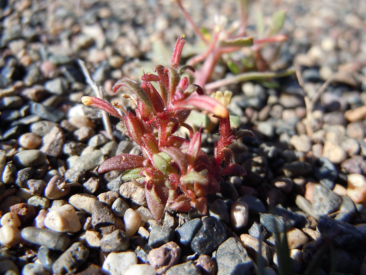 Miniature monkeyflower: This one individual of Mimulus suksdorfii was found coexisting along the margin of an anthill with three phenotypically similar species of Camissonia (C. andina