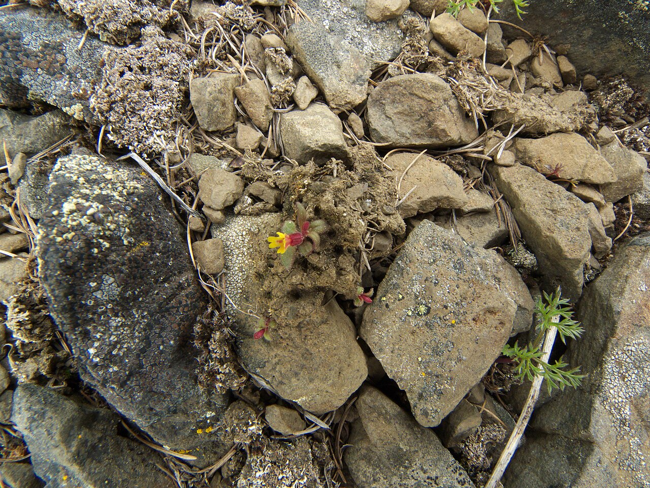Miniature monkeyflower: Erythranthe suksdorfii in Chelan County Washington