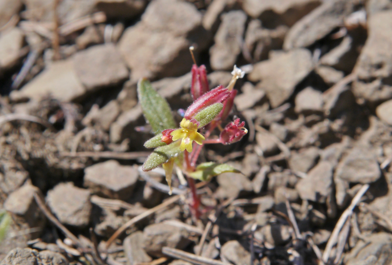 Miniature monkeyflower: Erythranthe suksdorfii (syn: Mimulus suksdorfii) in Chelan County Washington