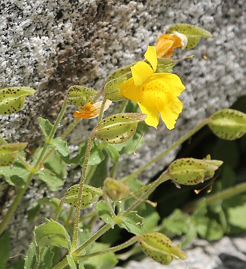 Tiling's monkeyflower: Mountain monkeyflower (Mimulus tilingii), closeup of yellow flower with orange-dotted, hairy lip and the dark-dotted sepals characteristic of this species. At 1
