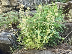 Erythranthe unimaculata (Erythranthe unimaculata)