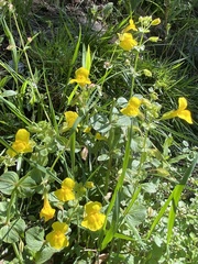 Erythranthe unimaculata (Erythranthe unimaculata)